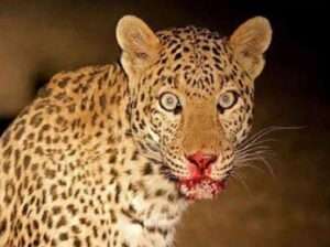 यहां आंगन में बर्तन धो रही महिला पर बाघ का हमला! मौत, क्षेत्र में डर का माहौल